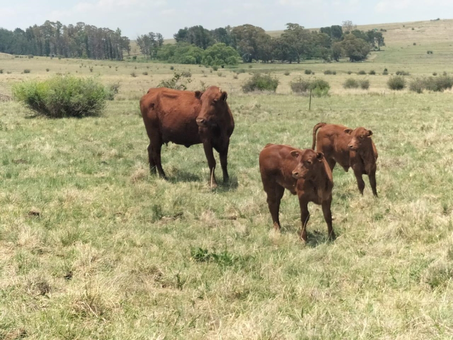 0 Bedroom Property for Sale in Bethlehem Rural Free State